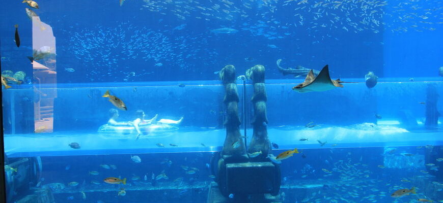 Attack of the Sharks